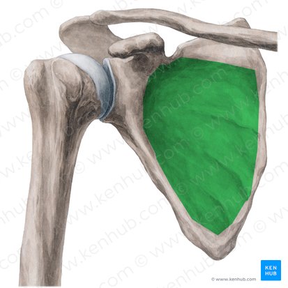 Fossa subscapularis scapulae (Unterschulterblattgrube); Bild: Yousun Koh