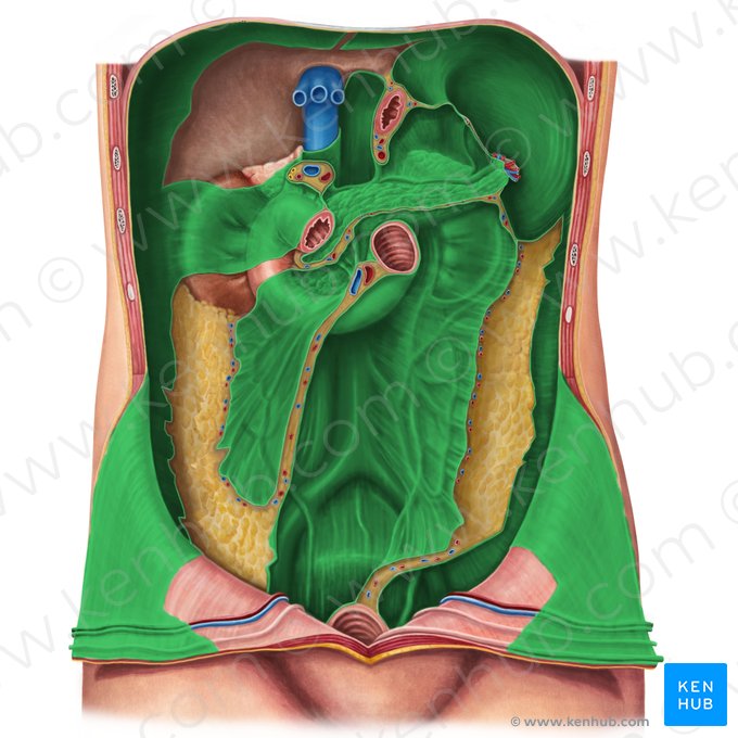 Peritoneum parietale (Parietales Bauchfell); Bild: Irina Münstermann