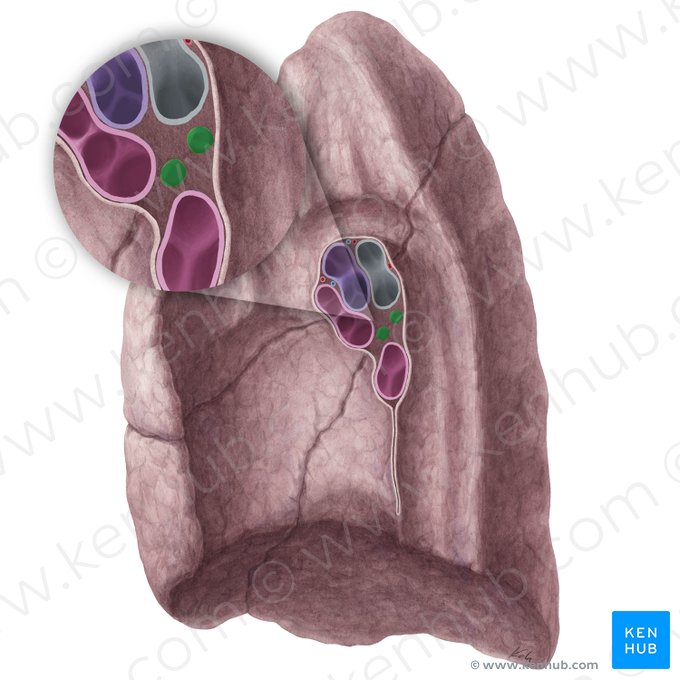 Nodi lymphoidei bronchopulmonales pulmonis dextri (Bronchopulmonale Lymphknoten der rechten Lunge); Bild: Yousun Koh