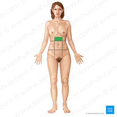 Regio epigastrica (Epigastrium); Bild: Irina Münstermann