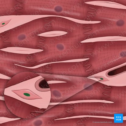 Fibroblast nucleus (Nucleus fibroblasti); Image: Tal Bavli Ziv