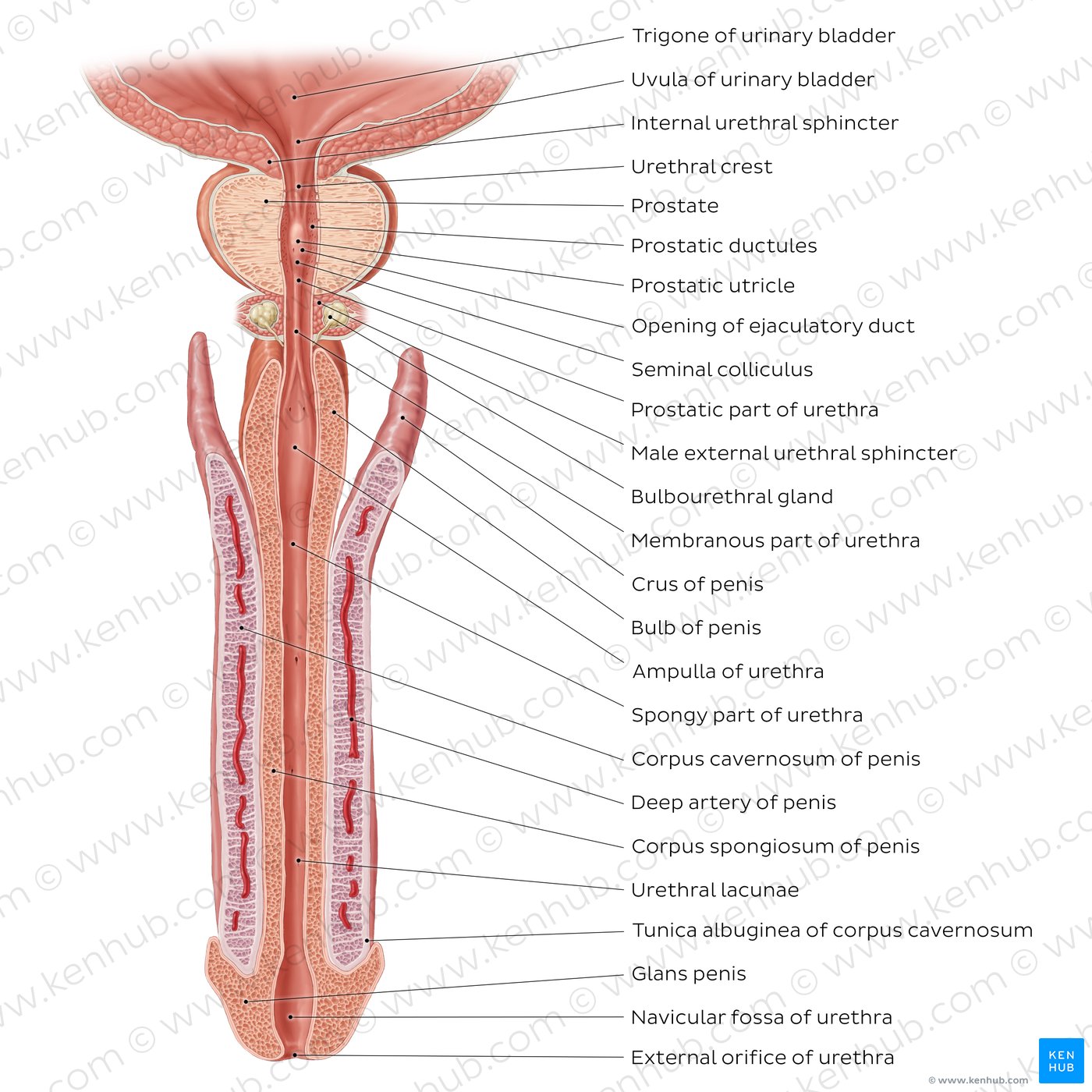 Penis and male urethra