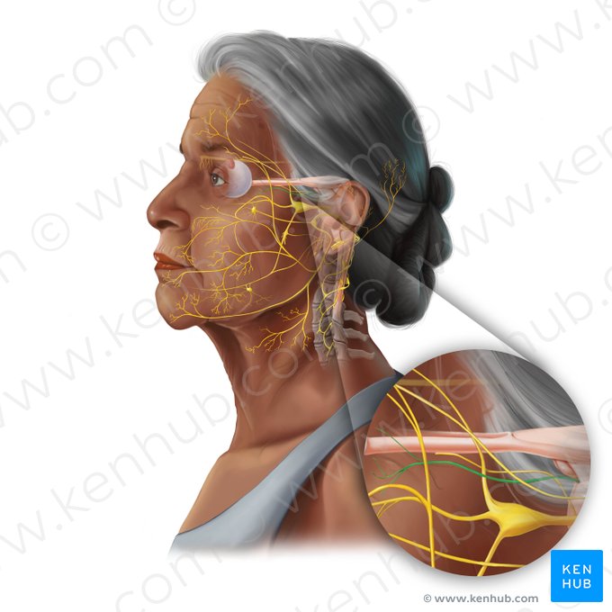 Oculomotor nerve (Nervus oculomotorius); Image: Tal Bavli Ziv