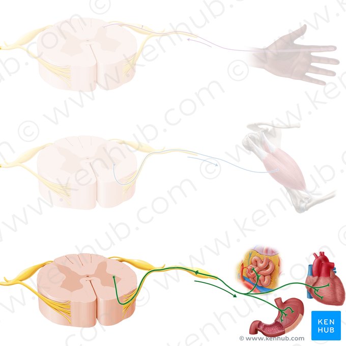 Autonomic nerve fibers (Neurofibrae autonomicus); Image: Paul Kim