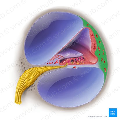Ligament spiral de la cochlée (Ligamentum spirale ductus cochlearis); Image : Paul Kim