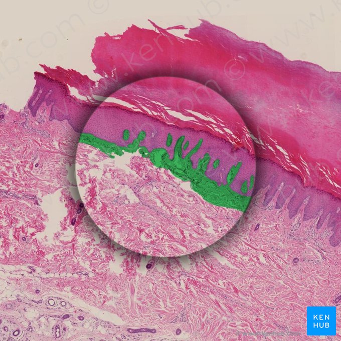 Stratum papillare dermis (Zapfenschicht der Dermis); Bild: 