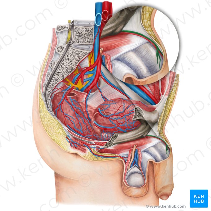 Vena dorsalis profunda penis (Tiefe Rückenvene des Penis); Bild: Irina Münstermann