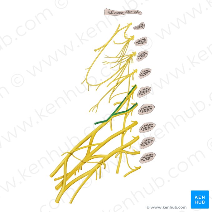 Suprascapular nerve (Nervus suprascapularis); Image: Begoña Rodriguez
