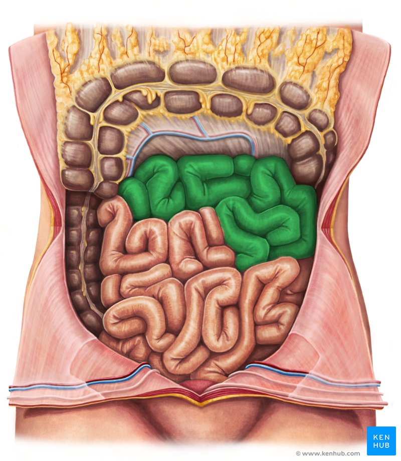 Jejunum - ventral view