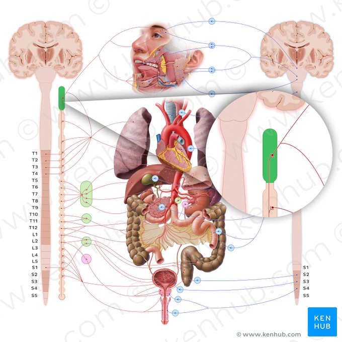 Superior cervical ganglion (Ganglion cervicale superius); Image: Paul Kim