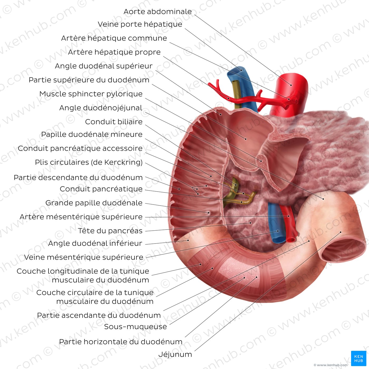 Duodenum