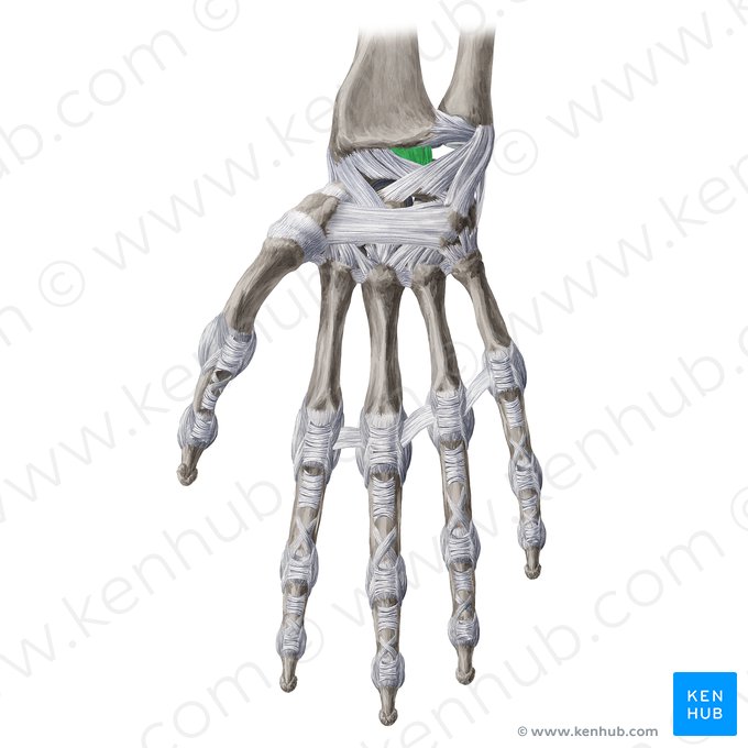 Short radiolunate ligament (Ligamentum radiolunatum breve); Image: Yousun Koh