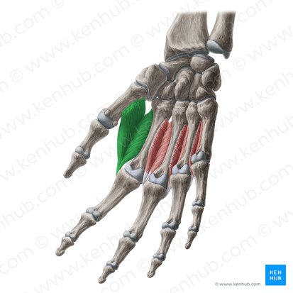 1.º músculo interósseo dorsal da mão (Musculus interosseus dorsalis 1 manus); Imagem: Yousun Koh