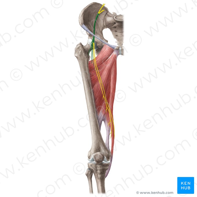 Femoral nerve (Nervus femoralis); Image: Liene Znotina