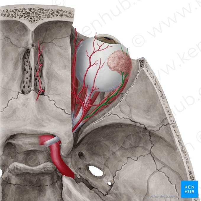 Arteria lacrimalis (Tränendrüsenarterie); Bild: Yousun Koh