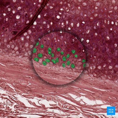 Chondrocyte (Chondrocytus); Image: 