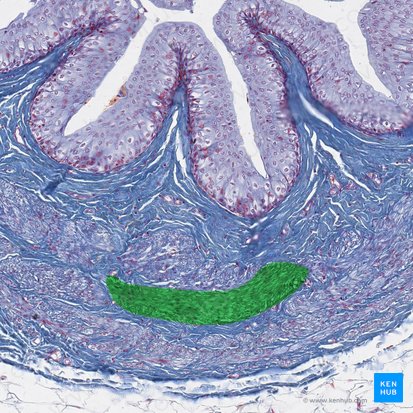 Middle circular layer of muscular coat of ureter (Stratum medium circulare tunicae muscularis ureteris); Image: 