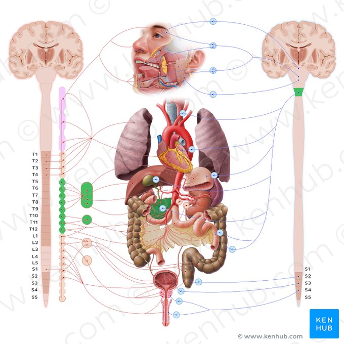 Pancreas; Image: Paul Kim