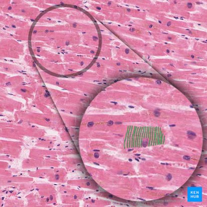 Striations (Striae); Image: 