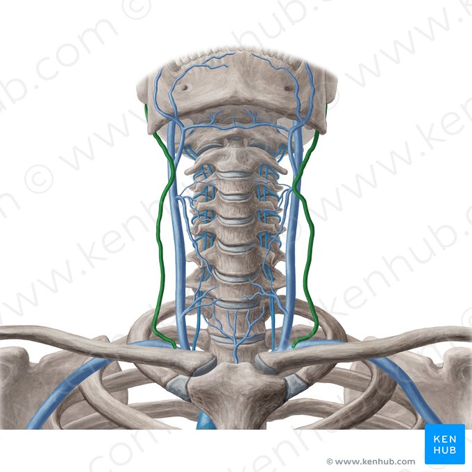 Vena jugularis externa (Äußere Drosselvene); Bild: Yousun Koh