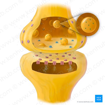 Neurotransmisores (Neurotransmittens); Imagen: Tal Bavli Ziv