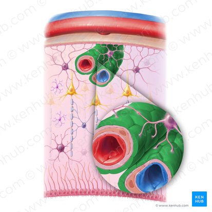 Limiting membrane of perivascular glia (Membrana limitans glialis perivascularis); Image: Paul Kim