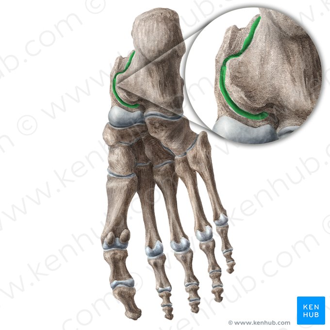 Subtalar joint (Articulatio subtalaris); Image: Liene Znotina