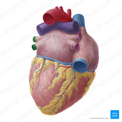 Veines pulmonaires gauches (Venae pulmonales sinistrae); Image : Yousun Koh