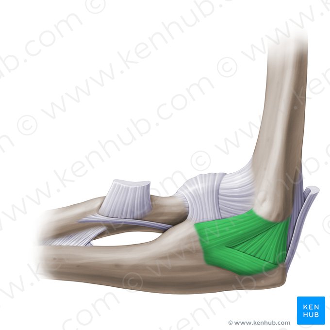 Ulnar collateral ligament of elbow joint (Ligamentum collaterale ulnare cubiti); Image: Paul Kim