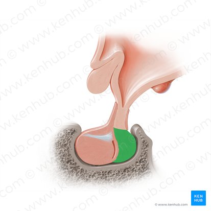 Pars nervosa hypophysis (Pars nervosa der Hypophyse); Bild: Paul Kim