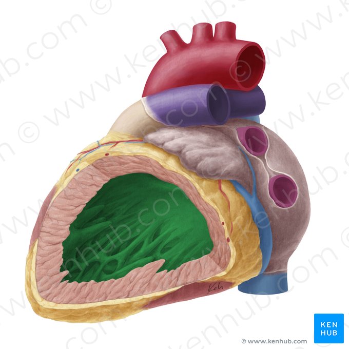 Left ventricle of heart (Ventriculus sinister cordis); Image: Yousun Koh