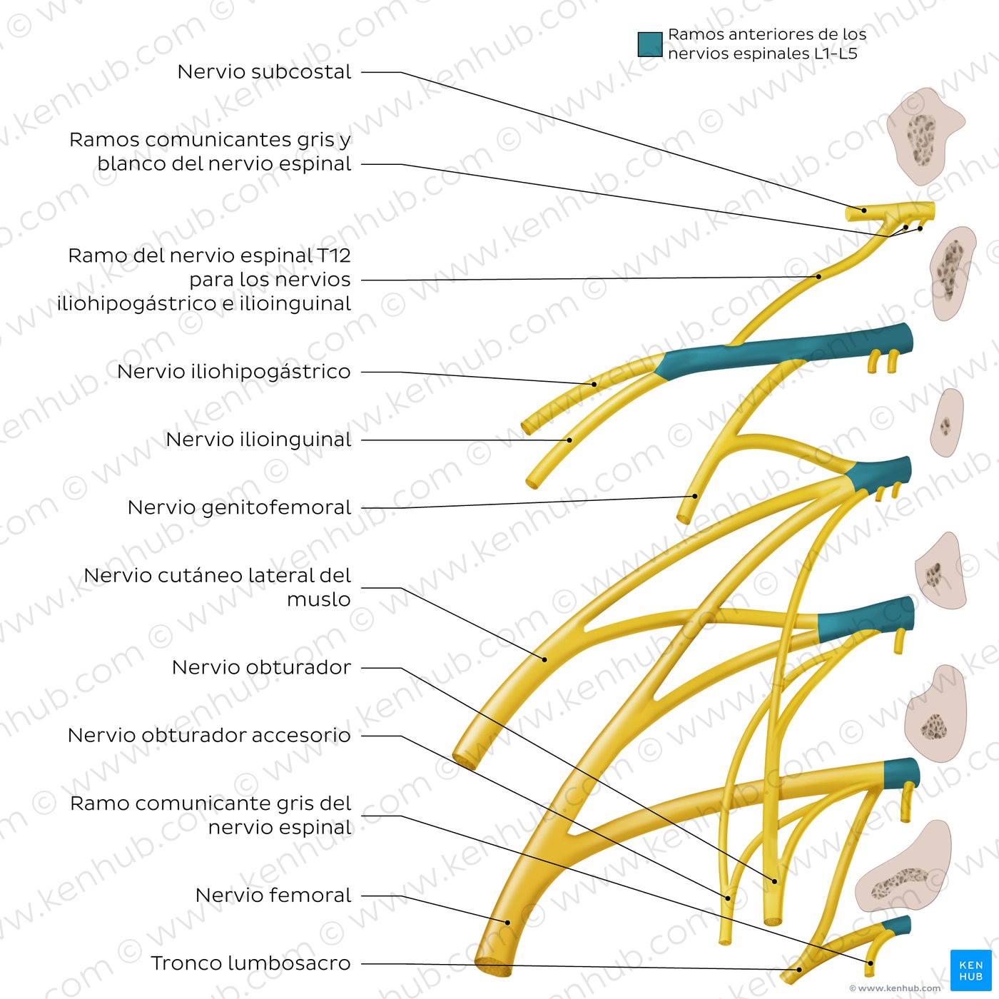 Plexo lumbar