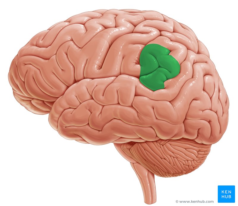 Supramarginal gyrus - lateral-left view