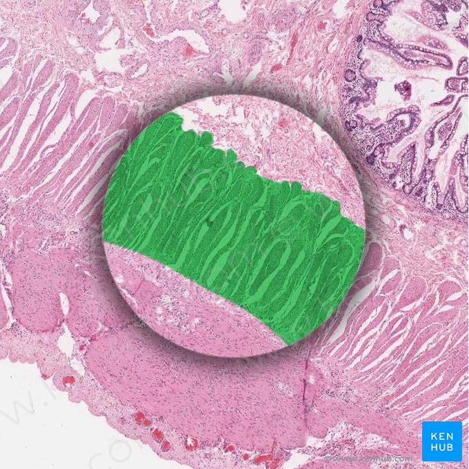 Circular muscle (Musculus circularis); Image: 