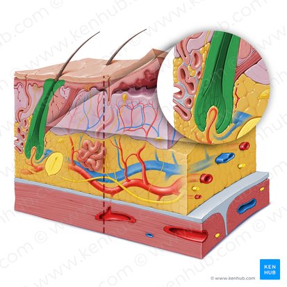Hair follicle (Folliculus pili); Image: Paul Kim