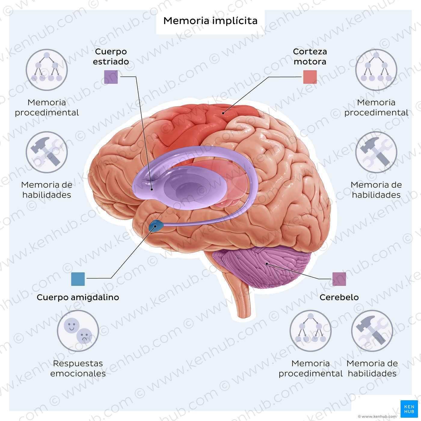 Implicit memory: brain structures