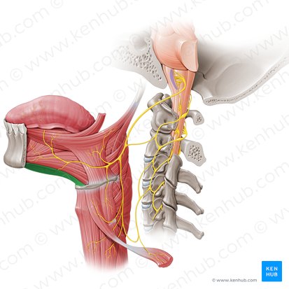 Geniohyoid muscle (Musculus geniohyoideus); Image: Paul Kim