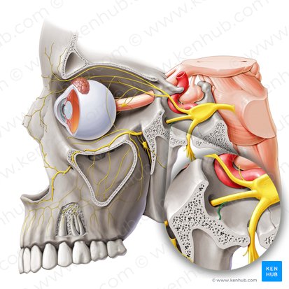 Meningeal branch of maxillary nerve (Ramus meningeus nervi maxillaris); Image: Paul Kim