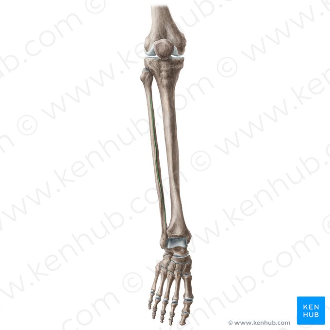 Interosseous crest of fibula (Crista interossea fibulae); Image: Liene Znotina