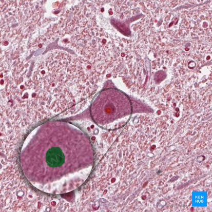 Nucleus neuronalis (Zellkern eines Neurons); Bild: 