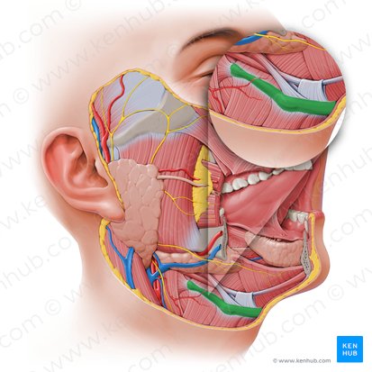 Hyoid bone (Os hyoideum); Image: Paul Kim