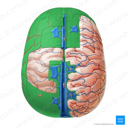 Dura-máter (Dura mater); Imagem: Paul Kim