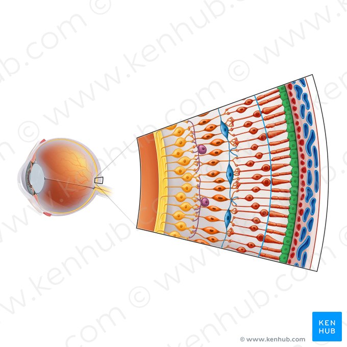 Epitelio pigmentado de la retina (Stratum pigmentosum retinae); Imagen: Irina Münstermann