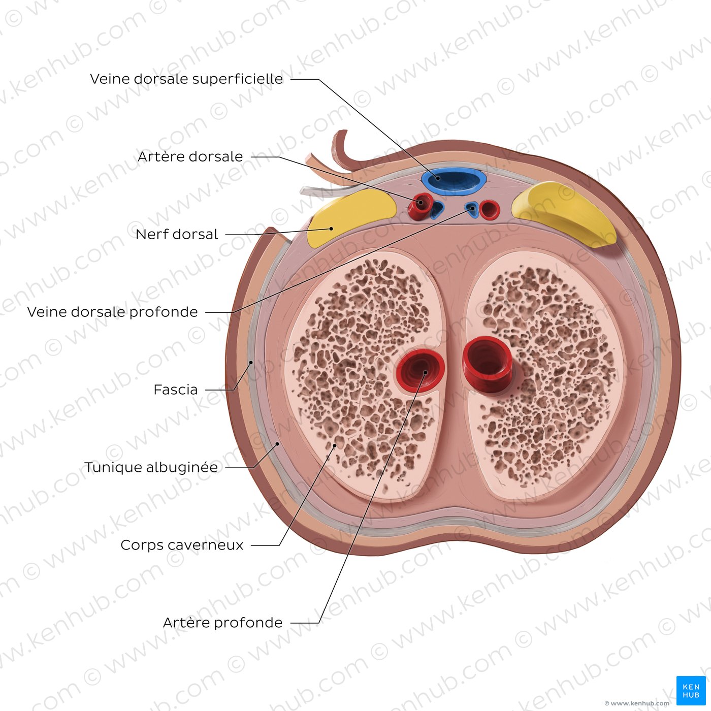 Structure du clitoris