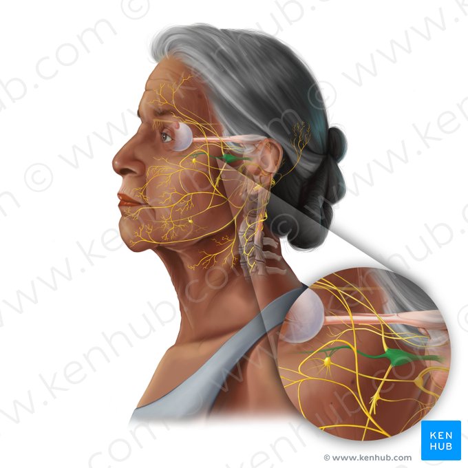 Maxillary nerve (Nervus maxillaris); Image: Tal Bavli Ziv