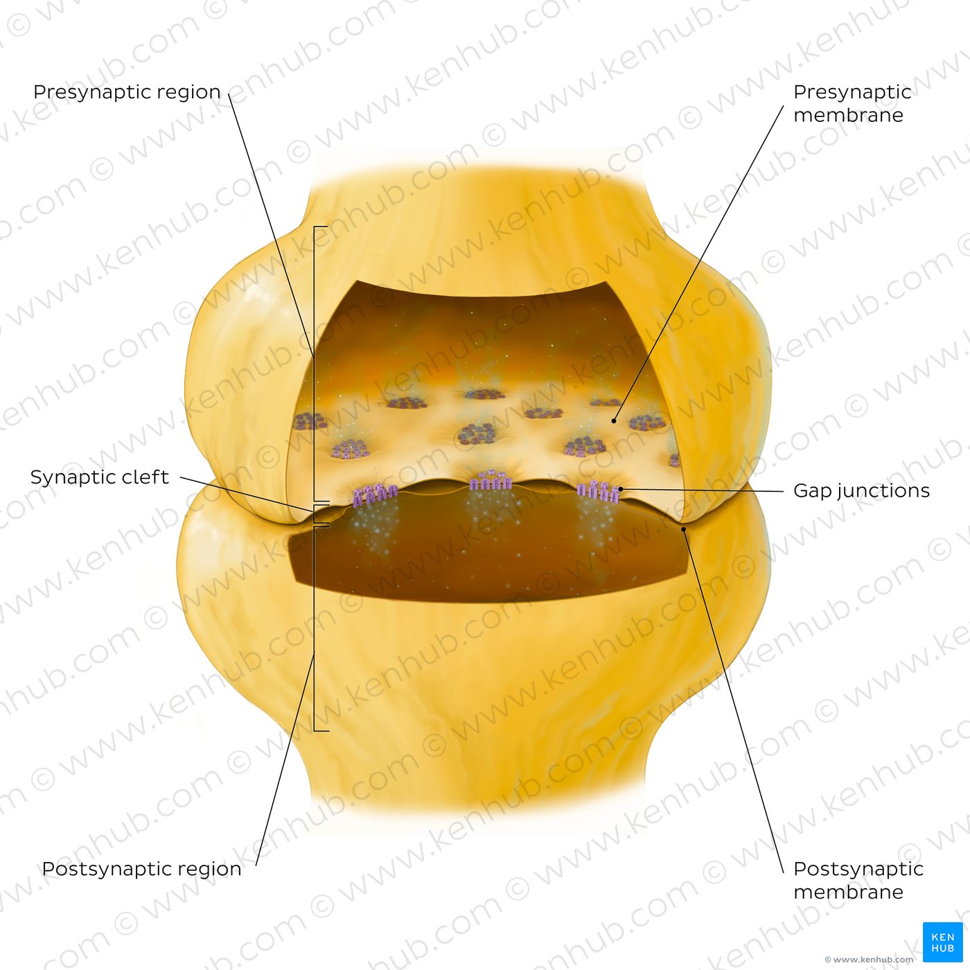 Key features of an electrical synapse