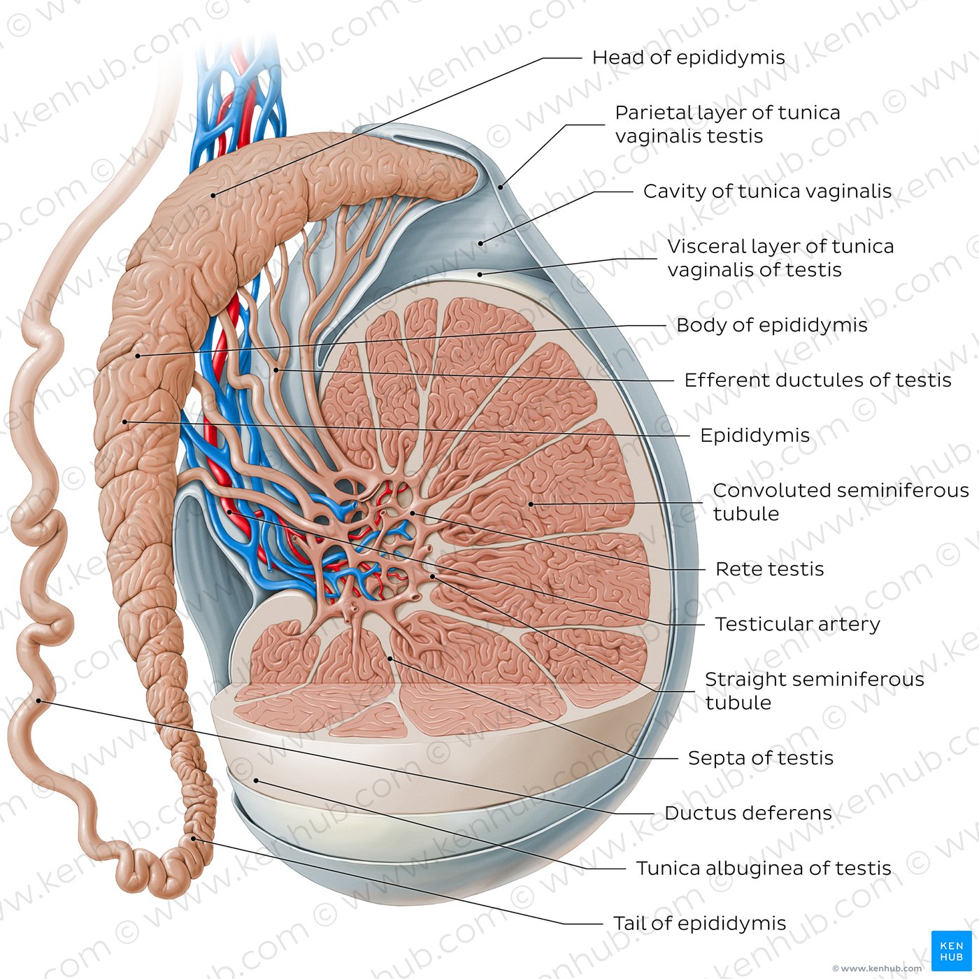 Testis and epididymis (diagram)