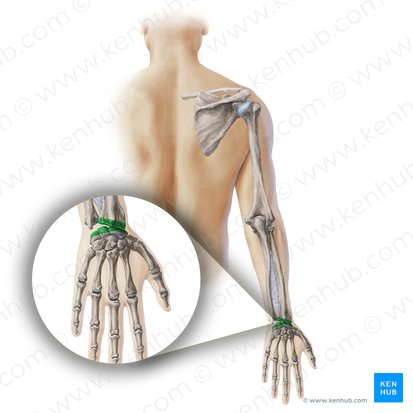 Articulatio radiocarpea (Proximales Handgelenk); Bild: Paul Kim