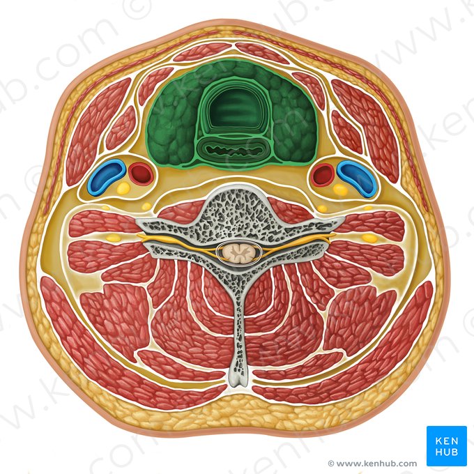 Visceral compartment (Compartimentum viscerale); Image: Irina Münstermann