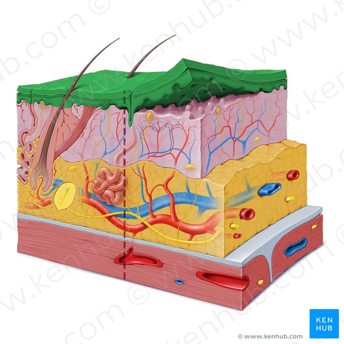 Epiderme (Epidermis); Imagem: Paul Kim